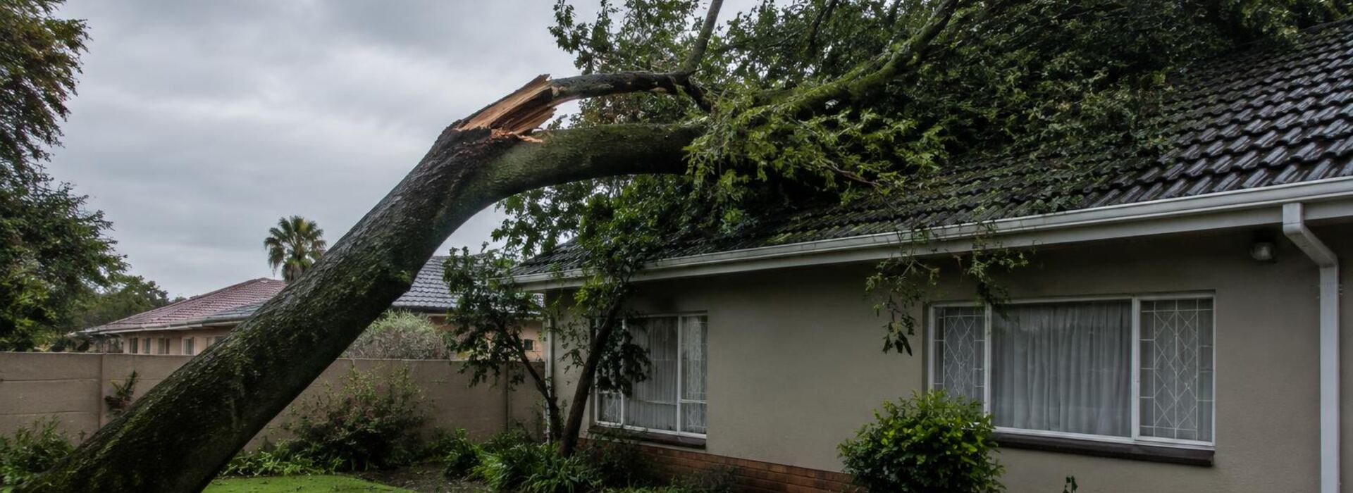 Storm-Damaged Trees: What to Do First