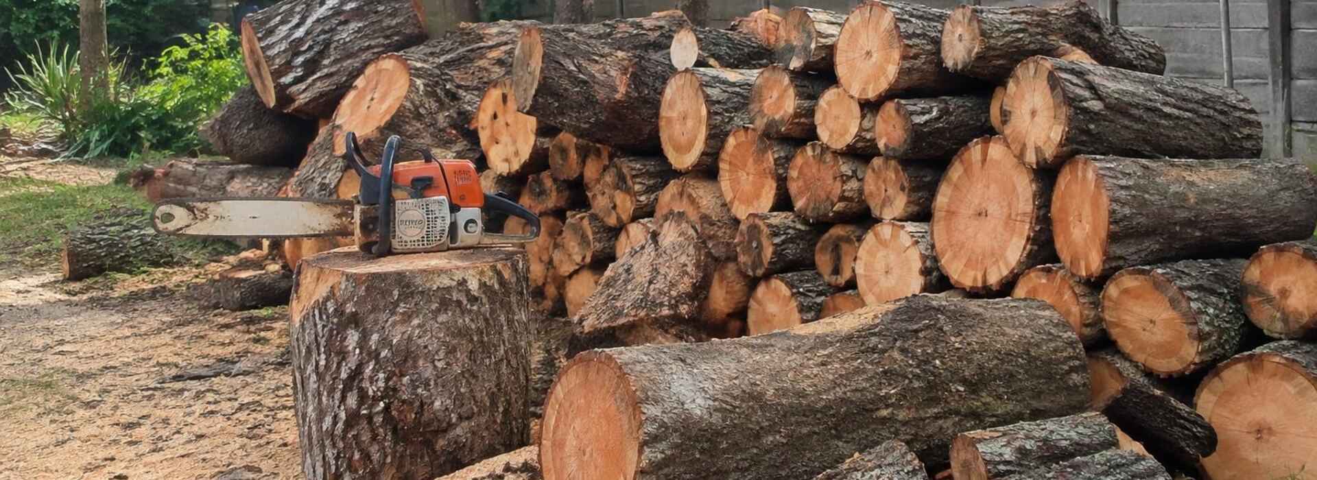 Stacked logs after a tree removal