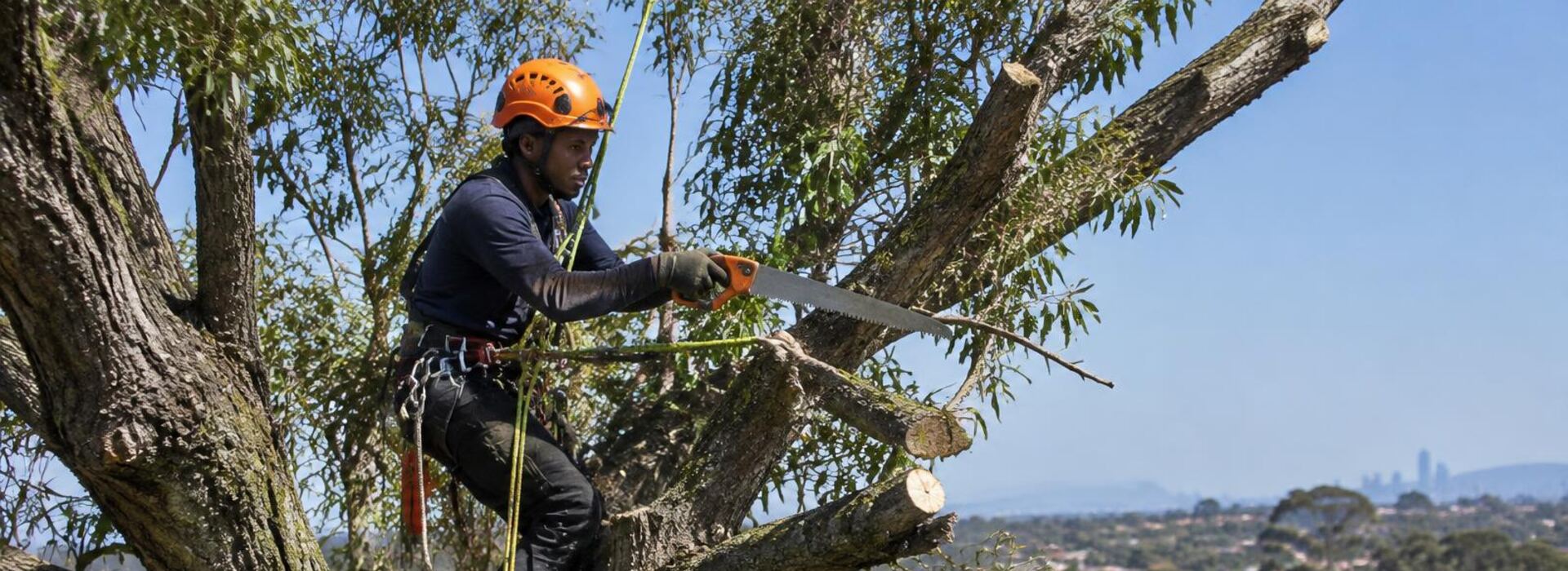 Tree Pruning and Trimming