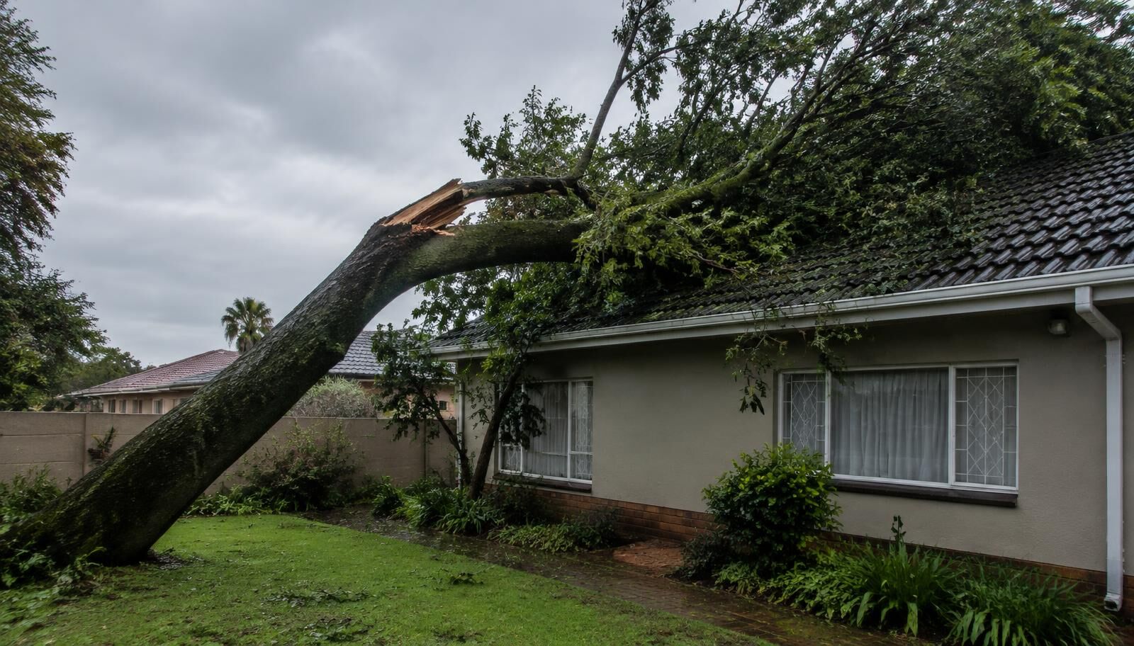 Storm-Damaged Trees: What to Do First